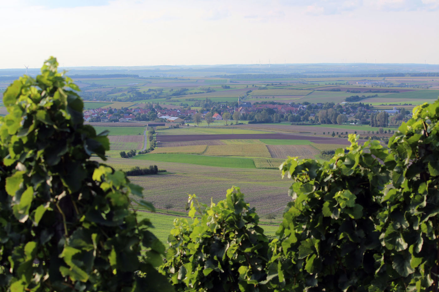 Weinlandschaft N&auml;he Ferienwohnung am Steigerwaldrand